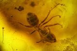 Fossil Ants (Formicidae) and a Large Spider (Araneae) In Baltic Amber #139086-2